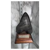 Megalodon petrified sharks tooth 4 in