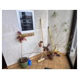 Two Potted Plants with Watering Can