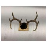 Mounted Deer Antlers - Circle's Deer Swamp 2017