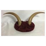 Steer horn wall hanging