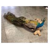 Full Body Male Peacock Taxidermy Mount 7ft