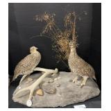 Vintage Taxidermy Prairie Grouse.