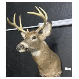 Taxidermy 8-Point Buck Head Mount.