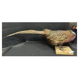 Taxidermy Ring Necked Pheasant.