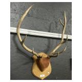 Rocky Mountain Elk Taxidermy Antlers.