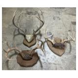 3 Sets Of Mounted Deer Antlers.