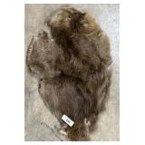 Taxidermy Beaver Fur Pelt.