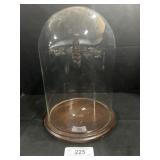 Glass Dome Display Case.