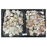 Seashells, Conch Shells, Coral.