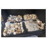 Large Lot Of Seashells.