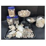 Lot Of Seashells, Sand Dollars & Coral.