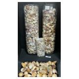 Large Glass Tubes Of Sea Shells, Sea Shells.