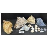 Various Sized Sea Shells.