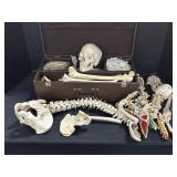 Faux Medical Education Skeleton.