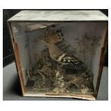 Taxidermy Eurasian Hoopoe.