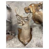 Taxidermy 6pt Buck Wall Mount.