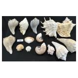 Lot Of Various Sea Shells.