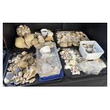 Large Lot Of Seashells.
