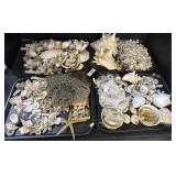 Large Lot Of Seashells.