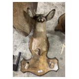 Taxidermy Button Buck.