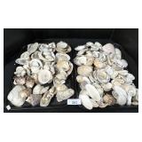 Large Lot Of Various Sea Shells.