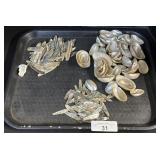 Pearl Abalone Shells.