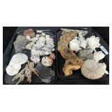 Large Lot Of Various Sea Shells, Fossil, Rocks.
