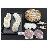 Lot If Various Sea Shells & Coral.