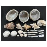 Lot Of Various Sea Shells.