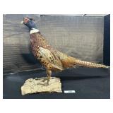 Full Body Mounted Taxidermy Pheasant.