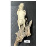 Full Body Mounted Taxidermy Albino Squirrel.