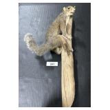 Full Body Mounted Taxidermy Squirrel.