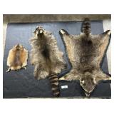 2 Raccoon 1 Muskrat Taxidermy Pelts.
