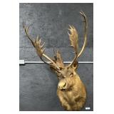 Large Taxidermy Caribou Shoulder Mount.
