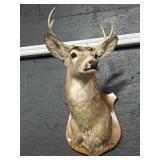 Shoulder Mounted Taxidermy Deer.
