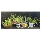 Lot Of Young Aloe Vera Plants.