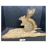 Full Body Mounted Taxidermy Squirrel.