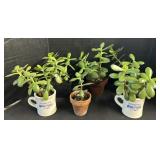 (6) Young Jade Plants.