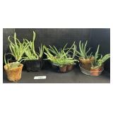 Lot Of Young Aloe Vera Plants