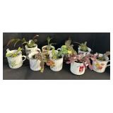 (9) Young Christmas Cactus Plants.