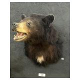 Taxidermy Black Bear Head Mount.