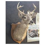 7-Point Taxidermy Buck Head Mount.