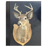 9-Point Taxidermy Buck Head Mount.