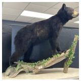 Full Body Taxidermy Black Bear Mount.