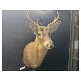 Taxidermy White Tail Deer.