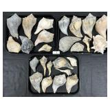 Large Lot Of Various Sea Shells.