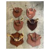 Taxidermy Buck Antlers (1960ï¿½s-1980ï¿½s).