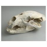 Taxidermy Bear Skull.