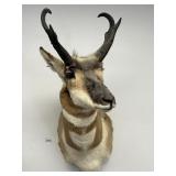 Pronghorn Antelope Taxidermy Head Mount.