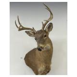 8-Point Taxidermy Buck Head Mount.